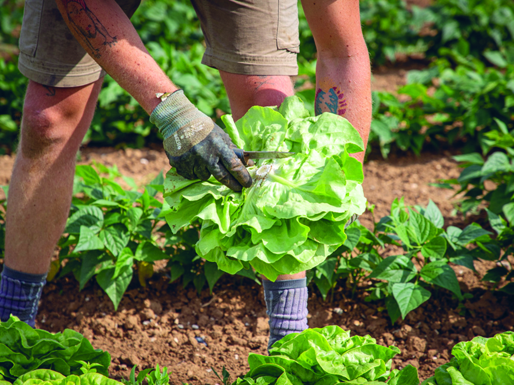Jardinier cueillant une salade