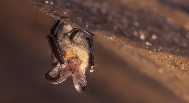 Close up picture of small Brown long-eared bat Plecotus auritus